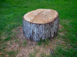Best Storm Damage Tree Cleanup  in Lake Cassidy, WA