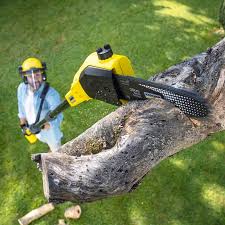 Professional Tree Removal in Lake Cassidy, WA
