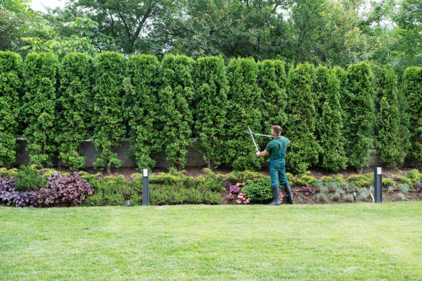 Best Lawn Drainage Solutions  in Lake Cassidy, WA