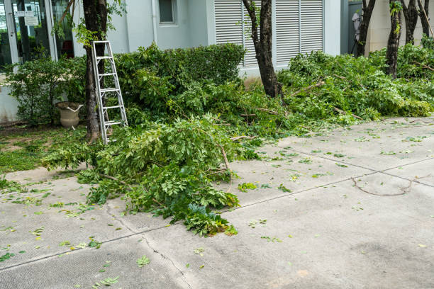 How Our Tree Care Process Works  in  Lake Cassidy, WA