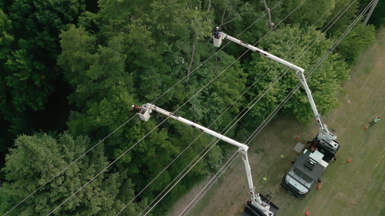 Best Fruit Tree Pruning  in Lake Cassidy, WA