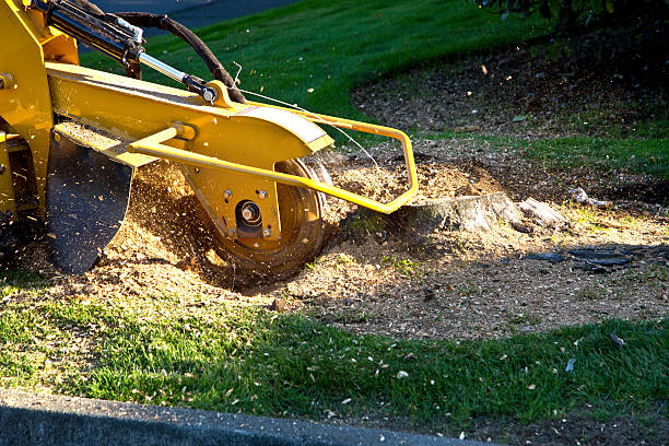  Lake Cassidy, WA Tree Removal Pros