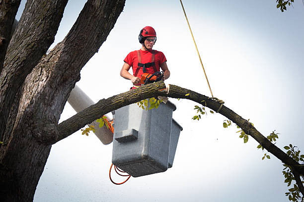 Best Emergency Tree Removal  in Lake Cassidy, WA